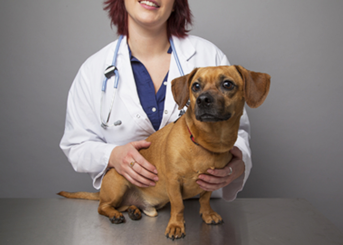 X-ray services for pets in Topeka