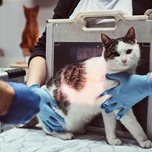 View of Cat Urinary Tract Infection: Symptoms, Causes, and Treatment - Mountain ...