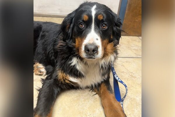 Recognizing and Managing Arthritis in Senior Pets