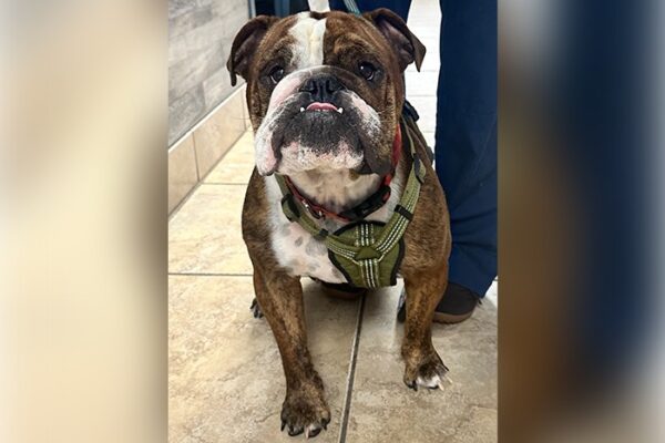 Common Behavioral Issues in Pets and How to Address Them