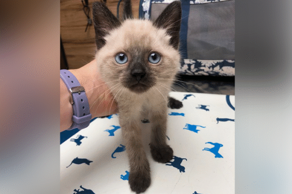 Pet Chiropractic Care Explained: How Movement Therapy Helps Animals