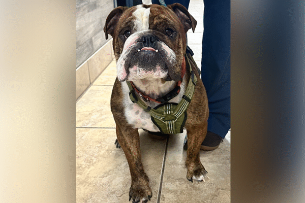 How Often Should Dogs Really Get Vaccinated?