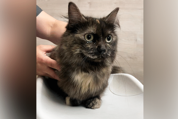 What Should I Do If My Pet’s Urine Smells Unusual?