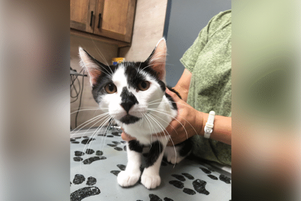 How Mobile Vet Visits Benefit Pets with Anxiety or Mobility Problems?