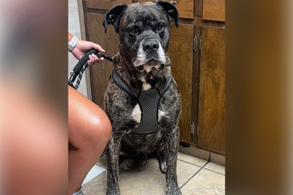 Annual Wellness Visits: What to Expect at Mountain Veterinary Services