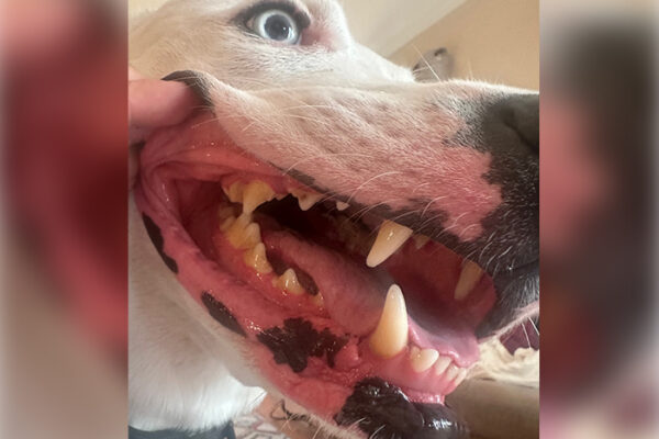 Pet Teeth Cleaning: Why It’s More Important Than You Think