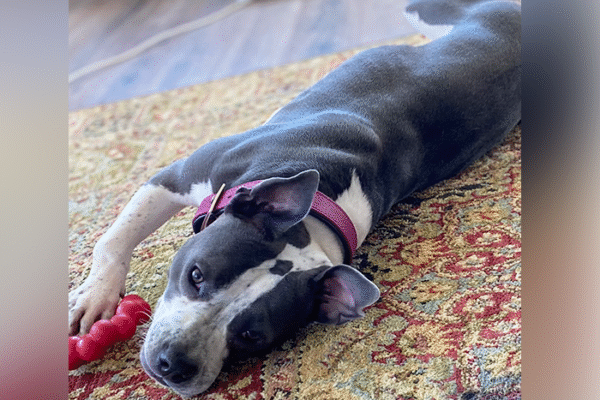 The Science Behind Stress-Free Vet Visits: Why Pets Behave Better at Home