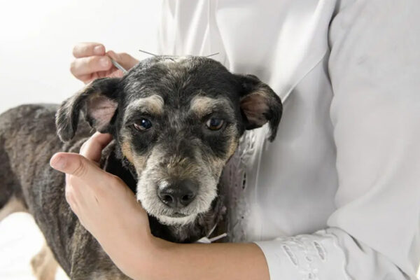 The Growing Role of Regenerative Therapy in Pet Recovery