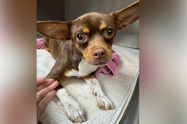 From Puppies to Seniors: How At-Home Care Evolves with Your Pet’s Life Stages