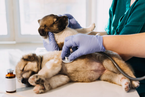 Emergency Veterinary Services: How to Prepare for the Unexpected