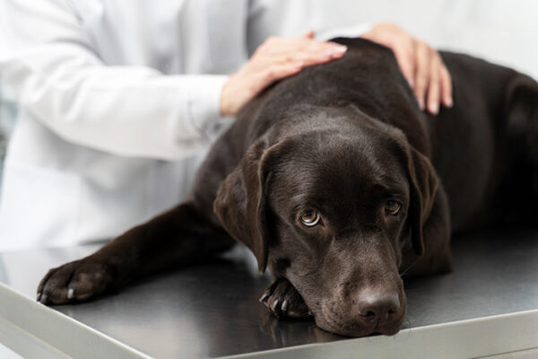 Pet Anxiety Solutions: Modern Treatments for Stress and Fear