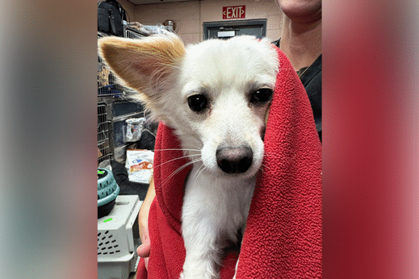 Mobile Pet Vaccinations: Keeping Topeka’s Pets Healthy Without the Trip to the Clinic