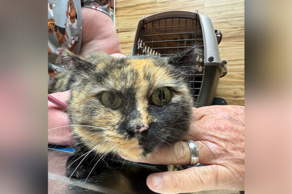 When a Mobile Vet Isn’t Enough: Understanding When You Need a Full Clinic or Emergency Care