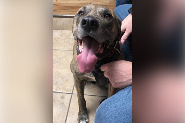 How Untreated Dental Disease Can Affect Your Pet’s Heart, Liver & Kidneys