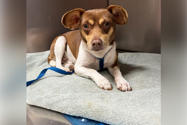 The Role of Preventive Veterinary Care in Helping Pets Live Longer