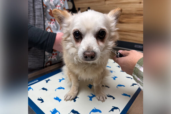 Managing Arthritis in Pets: Veterinary Treatments That Actually Work