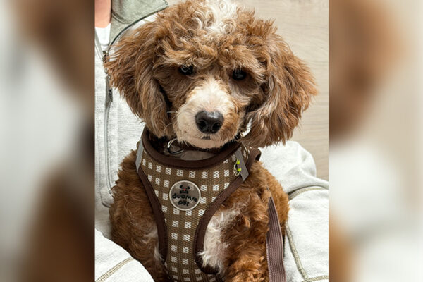 Top 10 Pet Health Trends in 2026 Every Dog and Cat Owner Should Know