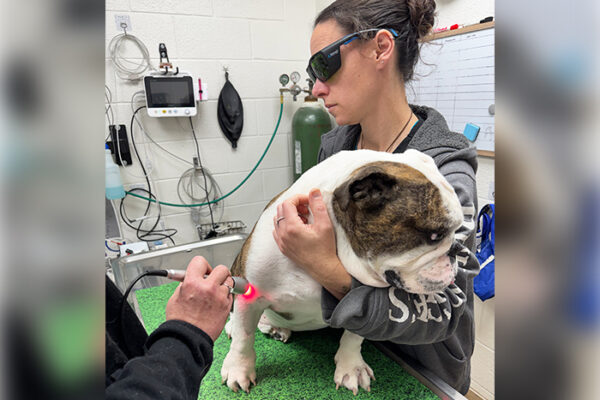 The Rise of Laser Therapy for Dogs & Cats: Benefits & What to Expect