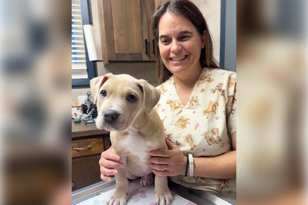 Pets & Nutrition: Trending Diet Plans That Keep Your Companion Healthy