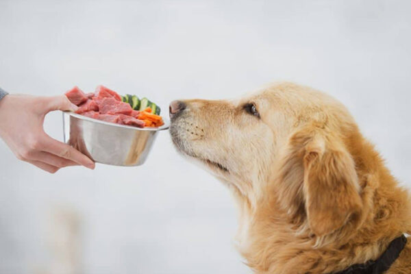 Raw vs. Commercial Diets: Vet Insights You Can Trust