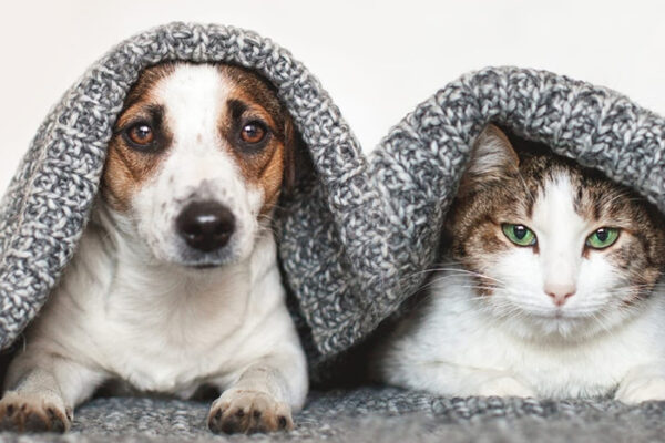 Winter Pet Care Tips for Cold Weather