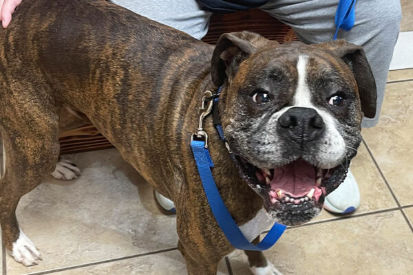 Pain Management Options for Aging Pets