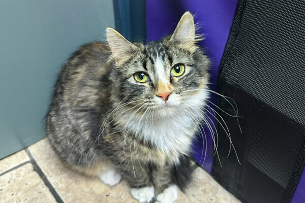 Understanding Pet Obesity: Causes, Risks & Prevention