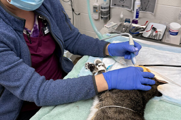 Dental Disease in Cats vs Dogs: What Owners Must Know