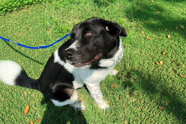 How to Identify and Treat Common Flea Allergy Dermatitis