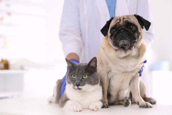 Vaccination Schedule for Dogs & Cats: A Complete 2026 Guide