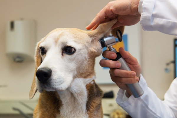 Chronic Ear Infections in Dogs: Causes, Treatment & Prevention
