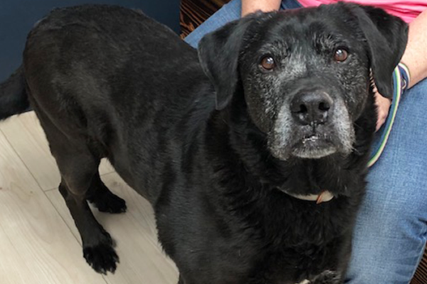 Early Warning Signs of Serious Pet Illness Most Owners Miss