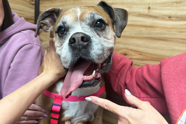 Annual Pet Checkups vs. Bi-Annual Visits: What’s Best for Your Pet?