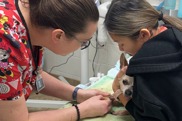 Bloodwork for Pets Explained: What Your Vet Is Actually Looking For