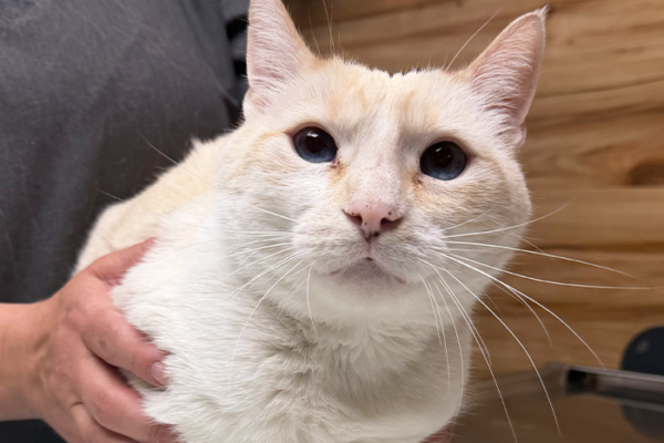 Spay or Neuter? Timing, Benefits, and Common Myths Explained