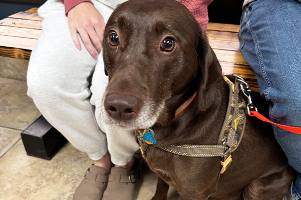 Can Dogs Get Depression? Symptoms, Causes & Treatment Options