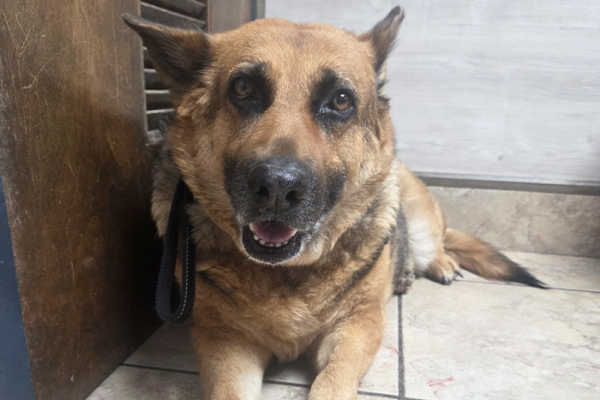 Why Does My Dog Keep Licking Its Paws? Common Medical Reasons