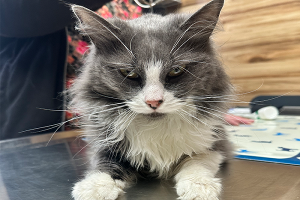 How to Tell If Your Cat Is in Pain: 12 Subtle Signs Most Pet Owners Miss