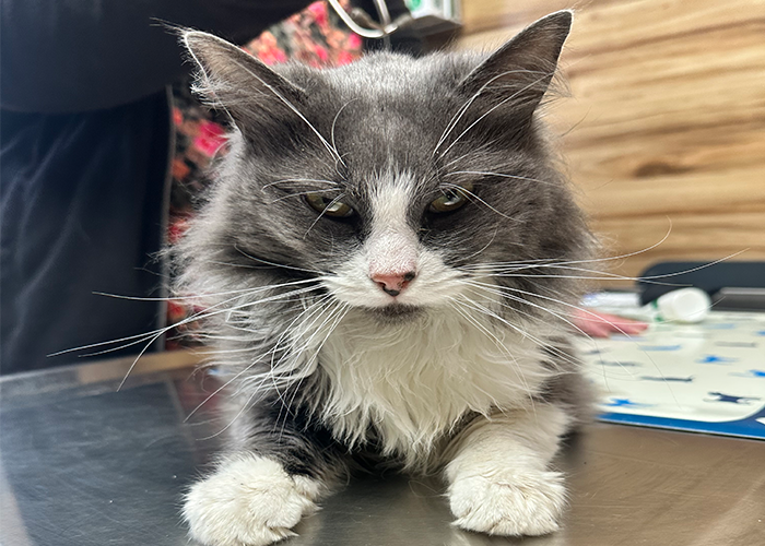 signs that a cat is in pain