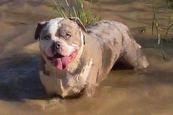 Why Is My Dog Drinking So Much Water? Causes, Warning Signs, and When to See a Vet