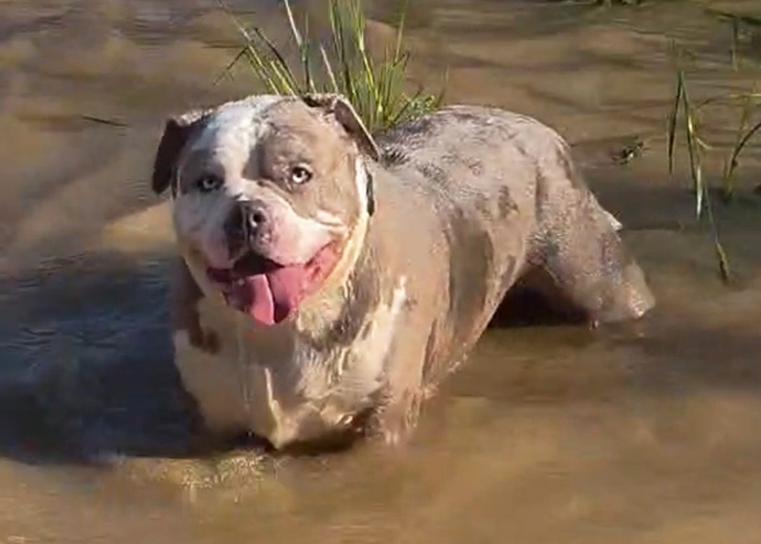 polydipsia in dogs