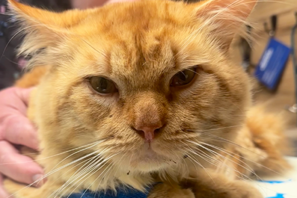 Why Cats Hide Their Pain: Warning Signs Every Owner Should Know