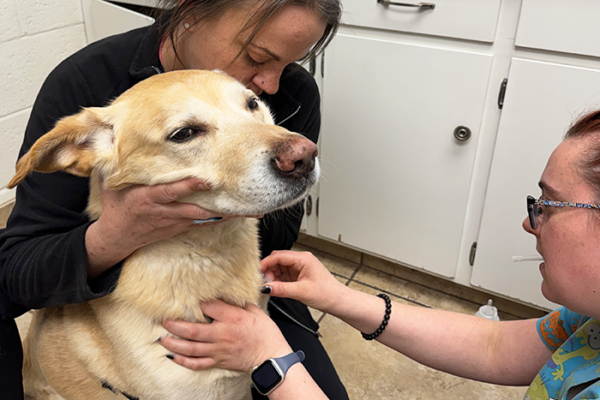 How Early Disease Screening Can Add Years to Your Pet’s Life