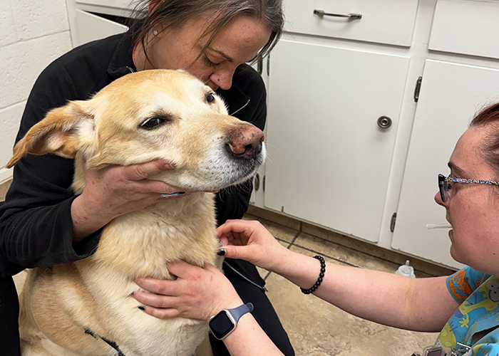 Early disease screening for pets
