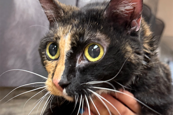 How Often Should Indoor Cats Visit the Veterinarian?