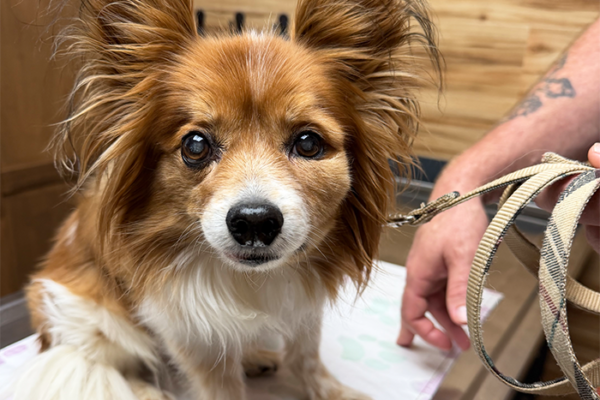 What Your Pet’s Urinalysis Can Reveal About Their Overall Health