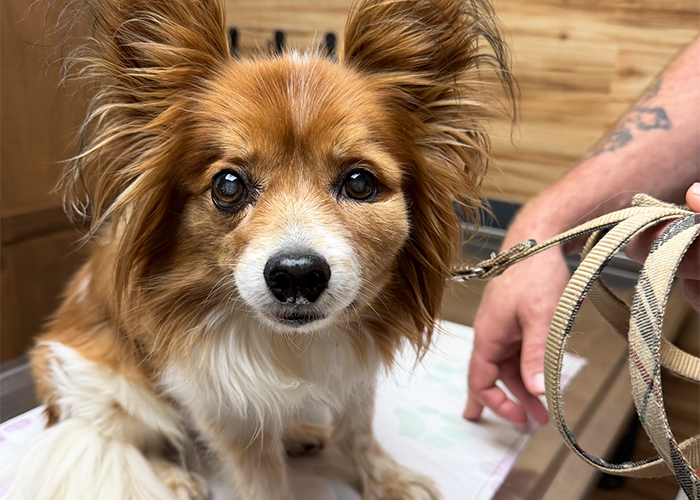 pet urine test