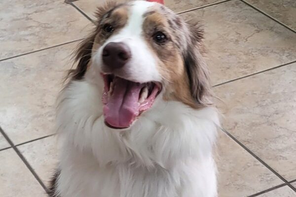 Signs Your Pet May Be Dehydrated and When to Call a Veterinarian