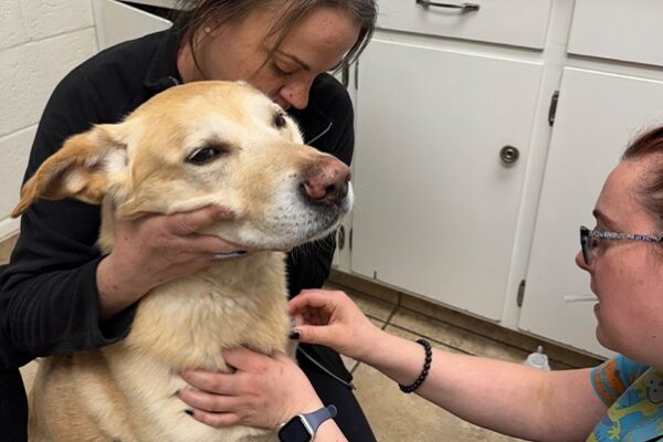Pet Microchipping Explained: Why Every Dog and Cat Should Have One