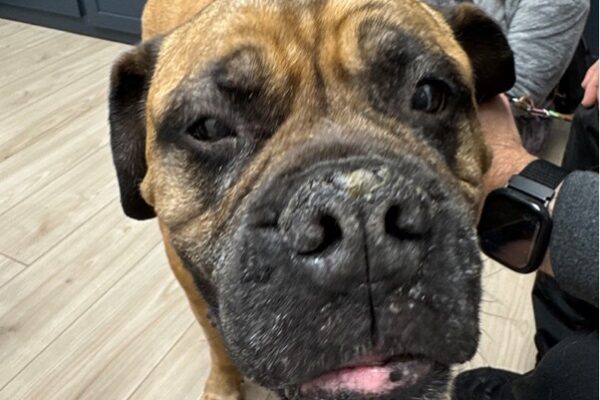 Heatstroke in Dogs and Cats: Prevention Tips Every Pet Owner Needs